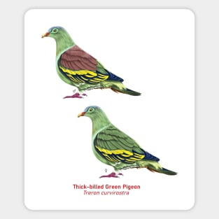 Thick-billed Green Pigeon | Treron curvirostra ⚥ Magnet